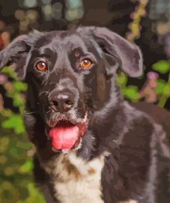 Black Labrador Cross Collie Diamond Painting