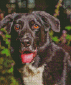 Black Labrador Cross Collie Diamond Paintings