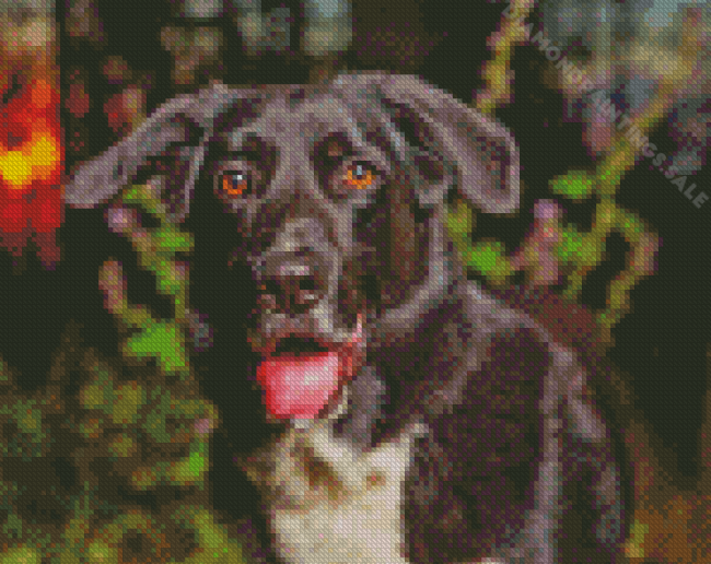 Black Labrador Cross Collie Diamond Paintings