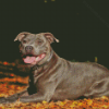 Brown Staffordshire Bull Terrier Diamond Paintings