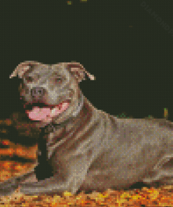 Brown Staffordshire Bull Terrier Diamond Paintings