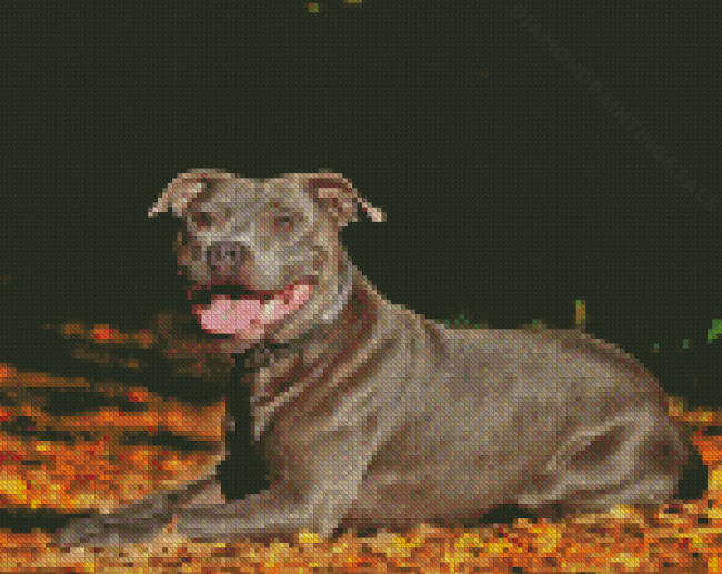 Brown Staffordshire Bull Terrier Diamond Paintings