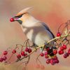 Cedar Waxwing Eating Diamond Painting