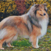 Cool Sable Rough Collie Diamond Paintings