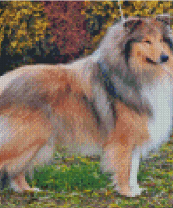 Cool Sable Rough Collie Diamond Paintings