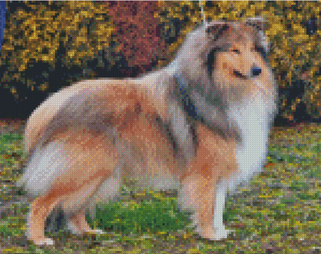 Cool Sable Rough Collie Diamond Paintings