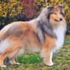 Cool Sable Rough Collie Diamond Painting