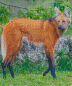 Fox Wolf Diamond Paintings