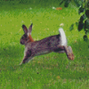 Leaping Rabbit Diamond Paintings