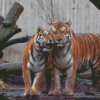 Tigers In Love Diamond Paintings
