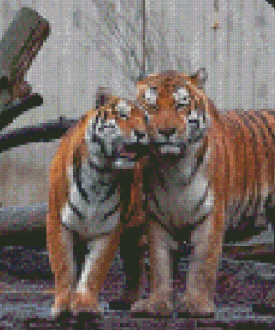 Tigers In Love Diamond Paintings