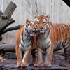 Tigers In Love Diamond Painting