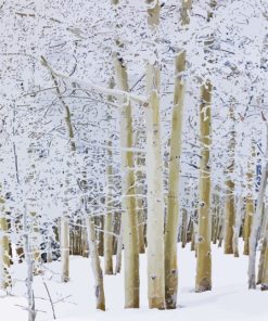 Winter Aspen Trees Landscape Diamond Painting