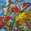 Yellow Snow Gum Flowers Diamond Paintings