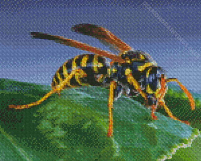 Yellowjacket Insect Diamond Paintings