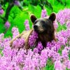 Grizzly Bear In Flower Field Diamond Painting