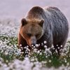 Bear In Flower Field Diamond Painting