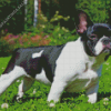 Black And White French Bulldog Diamond Paintings