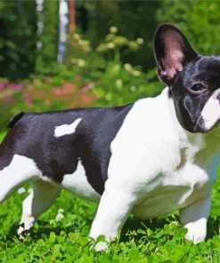 Black And White French Bulldog Diamond Painting