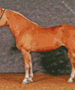 Haflinger Horse Diamond Paintings
