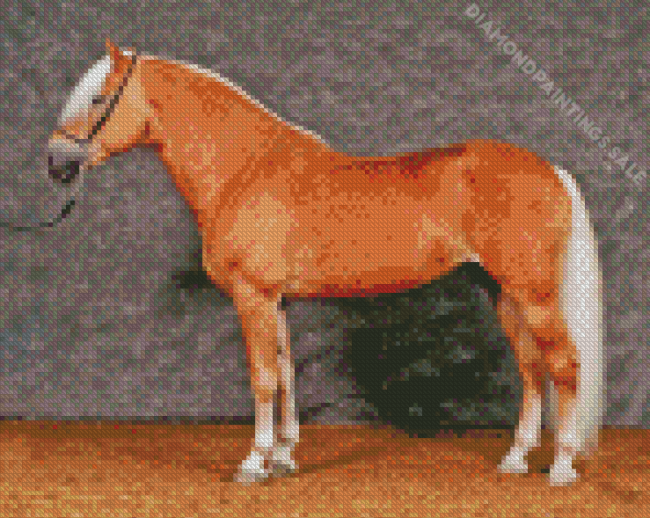 Haflinger Horse Diamond Paintings