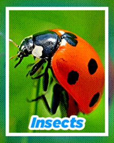 Insects