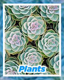 Plants