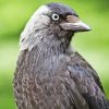 Western Jackdaw Diamond Painting