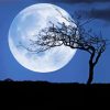 Night Tree Moon Diamond Painting