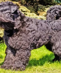 Black Bouvier des Flandres Dog Diamond Painting