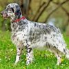 Black And White English Setter Diamond Painting