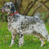 Black And White English Setter Diamond Painting