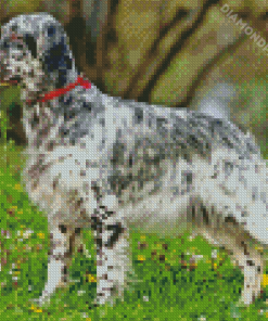 Black And White English Setter Diamond Painting