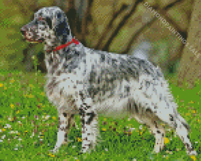 Black And White English Setter Diamond Painting