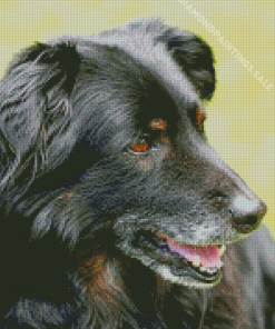 Close Up Black Golden Retriever Diamond Painting