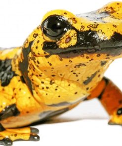 Close Up Black And Yellow Salamander Diamond Painting