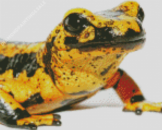 Close Up Black And Yellow Salamander Diamond Painting