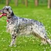 Grey And White English Setter Side View Diamond Painting