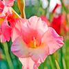 Light Pink Gladiolus Diamond Painting