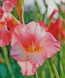 Light Pink Gladiolus Diamond Painting