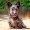 Skye Terrier Puppy Diamond Painting