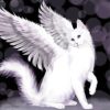 White Winged Cat Diamond Painting