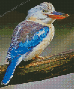 Kookaburra Beautiful Bird Diamond Painting