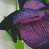 Purple Betta Fish Diamond Painting