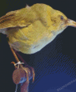 Akialoa Kauai Bird Diamond Painting