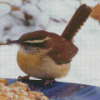 Carolina Wren Diamond Painting