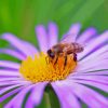 Bee On Purple Flower Diamond Painting