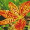 Belamcanda Chinensis Flower Diamond Painting