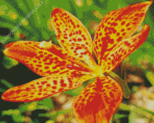 Belamcanda Chinensis Flower Diamond Painting