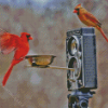 Birds And Camera Diamond Painting